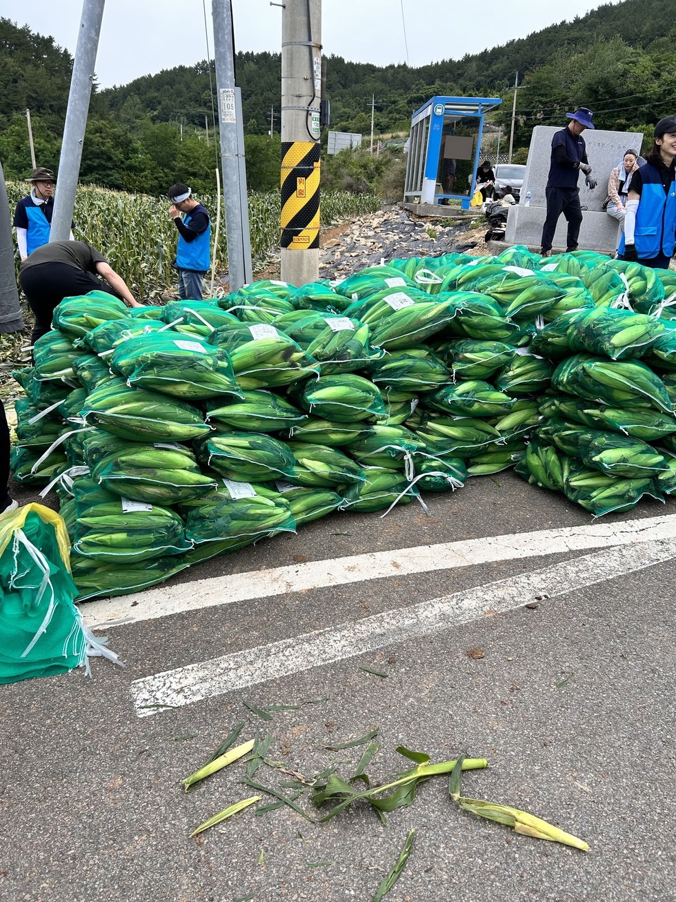 옥수수가 가득 담긴 초록색 망들이 도로 위에 쌓여 있는 모습. 주변에는 파란 조끼를 입은 10여명의 여수시도시관리공단 관계자들이 농촌 일손 지원 활동을 하며 바쁘게 움직이고 있고, 배경에는 옥수수밭과 숲, 버스 정류장, 차량이 보인다.