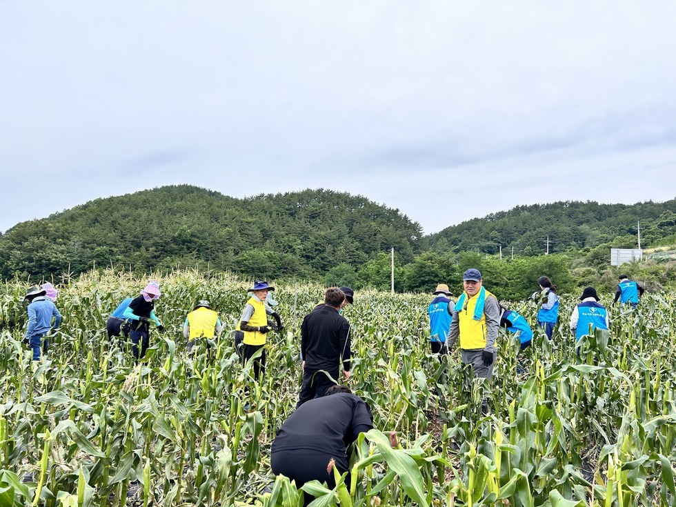 푸른 산을 배경으로 20여명의 여수시도시관리공단 임직원들이 노란 조끼와 파란 조끼를 입고 옥수수밭에서 수확 작업에 참여하고 있는 모습이다. 