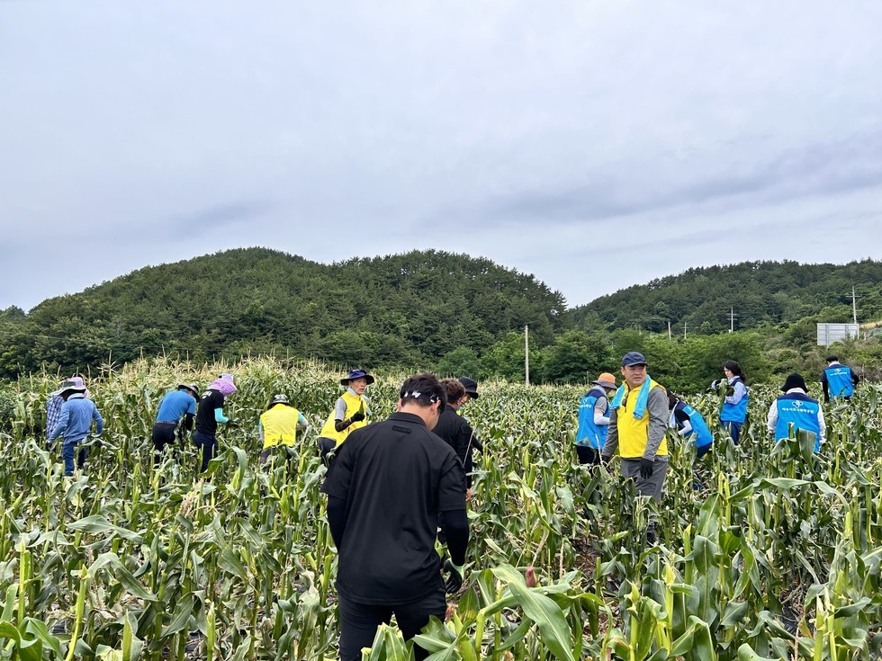 푸른 산을 배경으로 20여명의 여수시도시관리공단 임직원들이 노란 조끼와 파란 조끼를 입고 옥수수밭에서 수확 작업에 참여하고 있는 모습이다. 