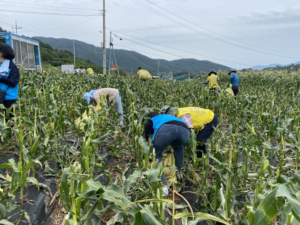 3명의 여수시도시관리공단 임직원들이 넓은 옥수수밭에서 허리를 굽혀 옥수수를 수확하고 있는 모습이다. 노란 조끼와 파란 조끼를 착용한 참가자들이 작업 중이며, 뒷편으로는 수확한 옥수수 마대를 옮기고 있는 임직원들도 보인다. 