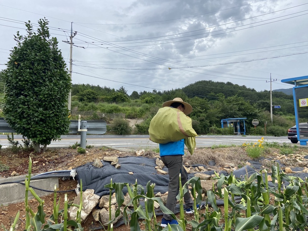 옥수수밭에서 수확한 옥수수를 자루에 담아 어깨에 메고 이동 중인 남성. 남성은 파란 조끼와 밀짚모자를 착용하고 있으며, 배경에는 도로와 나무, 정류장이 보인다.