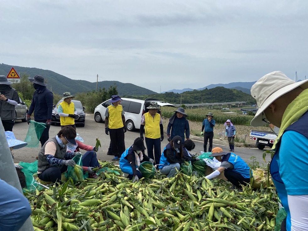 옥수수 수확 후 도로가 옆에서 작업 중인 사람들의 모습이다. 파란색과 노란색 조끼를 입은 20여명의 사람들이 옥수수를 정리하거나 자루에 담고 있으며, 주변에는 차들이 주차되어 있고 멀리 산과 고속도로가 보인다.